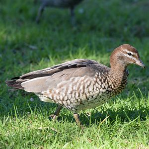 Australian Wood-Duck