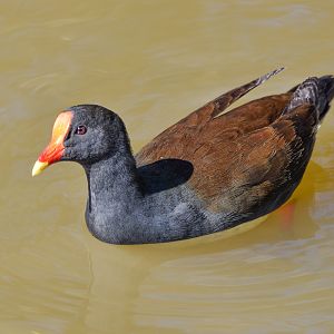 Dusky Moorhen