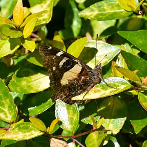Yellow Admiral