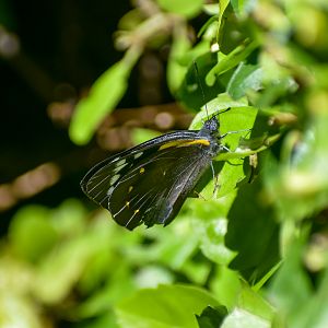 Yellow-spotted Jezebel