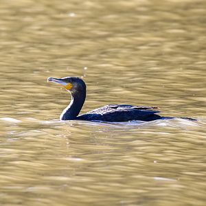 Great Cormorant