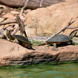 Macquarie Turtles