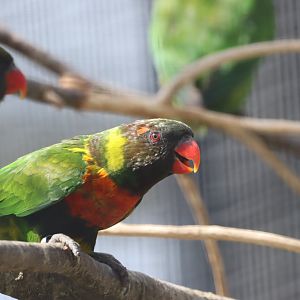 Mitchell's Lorikeet
