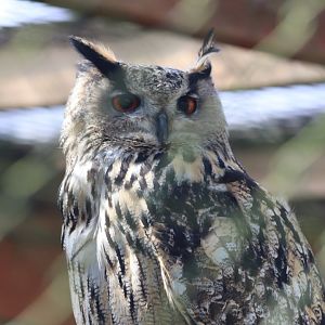 European Eagle-Owl