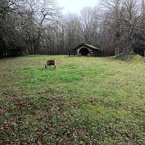 Reindeer exhibit -Marcelle Naturaleza