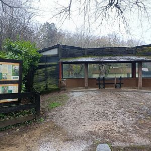 Viewing for Hamadryas baboon exhibit -Marcelle Naturaleza