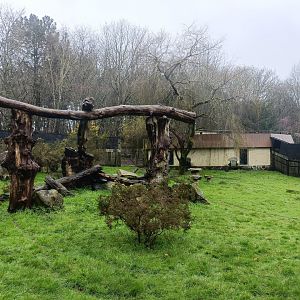 Hamadryas baboon exhibit -Marcelle Naturaleza