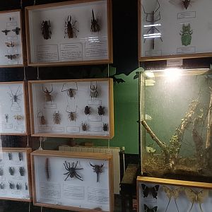 Medauroidea extradentata exhibit -Marcelle Naturaleza