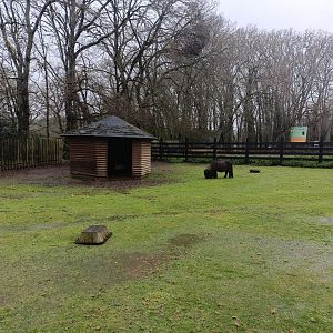 Falabella horse exhibit -Marcelle Naturaleza