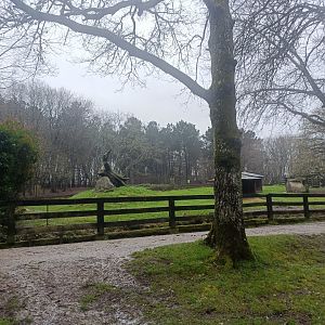 Guanaco exhibit -Marcelle Naturaleza