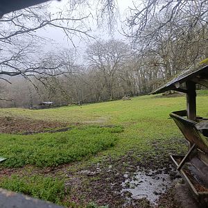 American bison and elk exhibit -Marcelle Naturaleza