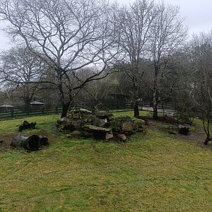 Eurasian lynx exhibit -Marcelle Naturaleza