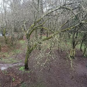 Iberian wolf exhibit -Marcelle Naturaleza