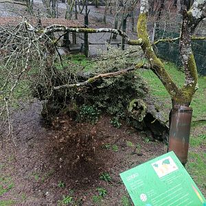 Red fox exhibit -Marcelle Naturaleza