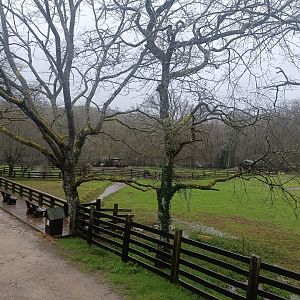 American bison and elk exhibit -Marcelle Naturaleza