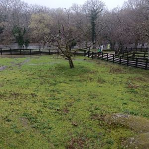 Pere david´s deer exhibit -Marcelle Naturaleza