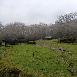 American bison and elk exhibit -Marcelle Naturaleza