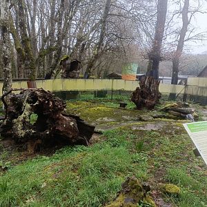 European mink exhibit -Marcelle Naturaleza