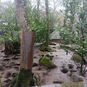 Banded mongoose exhibit -Marcelle Naturaleza