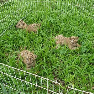 Bengal Tiger cubs (Panthera tigris tigris) - Solo Safari