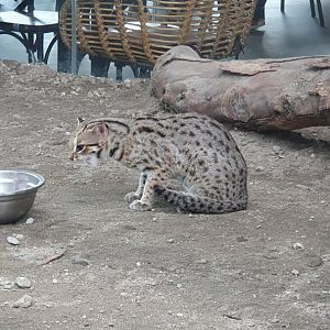 Javan Leopard Cat (Prionailurus javanensis) - Solo Safari