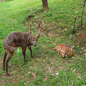 Sitatunga (Tragelaphus spekii) - Solo Safari