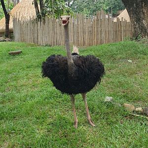 Common Ostrich (Struthio camelus) - Solo Safari