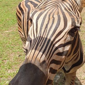 Chapman's Zebra (Equus quagga chapmanii) - Solo Safari