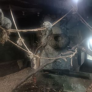 Common marmoset indoor exhibit -Marcelle Naturaleza