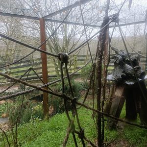 Common marmoset exhibit -Marcelle Naturaleza