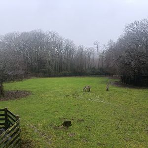 Burchell´s zebra -Marcelle Naturaleza