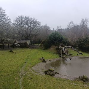 Sitatunga and common eland exhibit -Marcelle Naturaleza