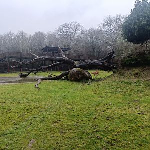 Sitatunga and common eland exhibit -Marcelle Naturaleza
