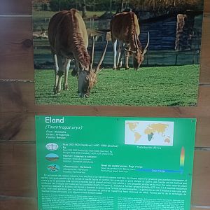 Common eland sign -Marcelle Naturaleza