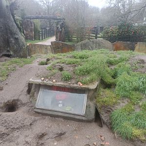 Meerkat exhibit -Marcelle Naturaleza