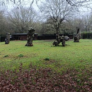 Dama gazelle exhibit -Marcelle Naturaleza