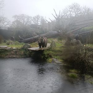Brown bear exhibit -Marcelle Naturaleza