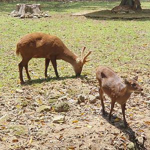Bawean Deer (Hyelaphus kuhlii) - Solo Safari