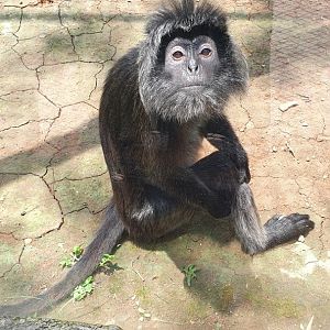 Javan Lutung (Trachypithecus auratus) - Solo Safari