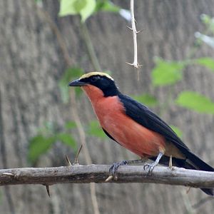 Yellow-Crowned Gonolek (Laniarius barbarus)