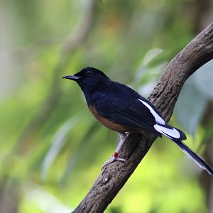 White-Rumped Shama (Copsychus malabaricus)