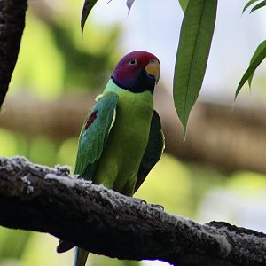 Plum-Headed Parakeet (Psittacula cyanocephala)