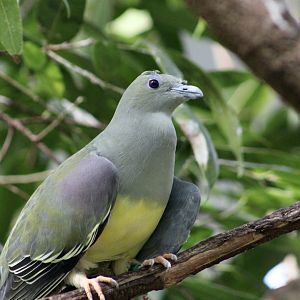 Bruce's Green Pigeon (Treron waalia)