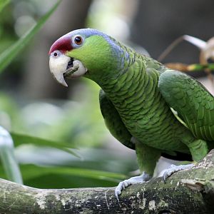 Lilac-Crowned Amazon (Amazona finschi)