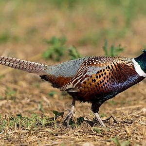 Common pheasant (wild), UK