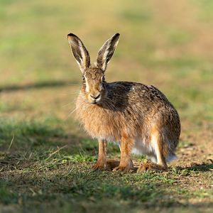 Brown hare (wild), UK