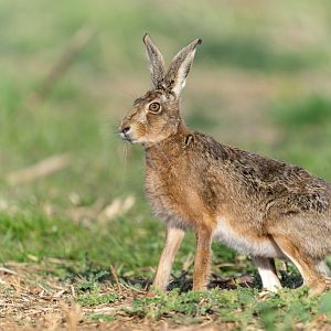 Brown hare (wild), UK