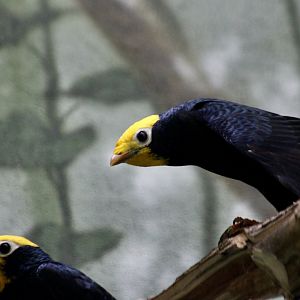 Yellow-Crowned Myna (Ampeliceps coronatus)