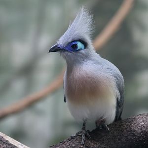 Crested Coua (Coua cristata)