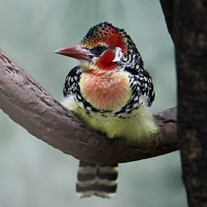 Red-and-Yellow Barbet (Trachyphonus erythrocephalus)